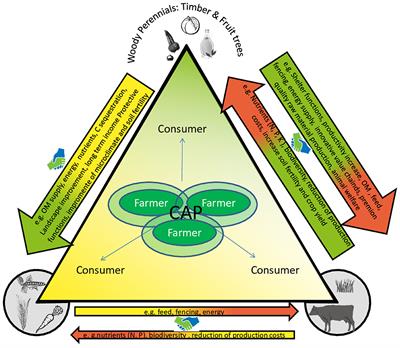 Policy challenges for agroforestry implementation in Europe